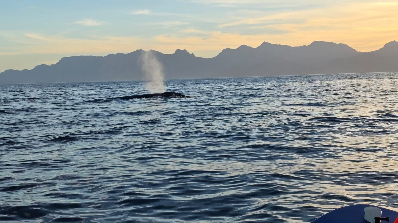 Una ballena azul soplando al amanecer frente a la Sierra de la Giganta, Loreto, Baja California Sur
